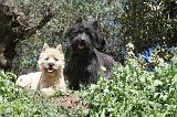 CAIRN TERRIER 089